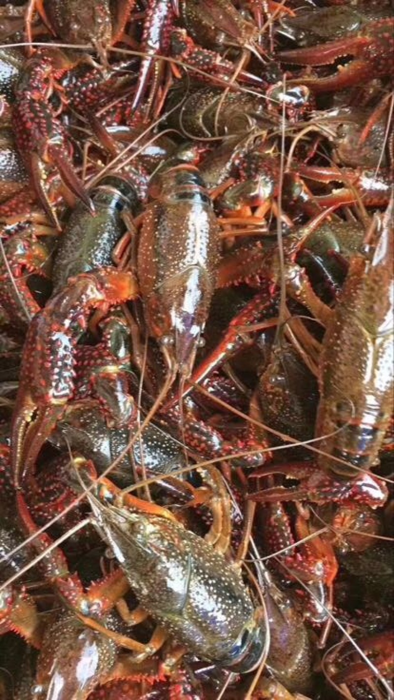 小龙虾7-9钱（35-45克）活虾小龙虾主养