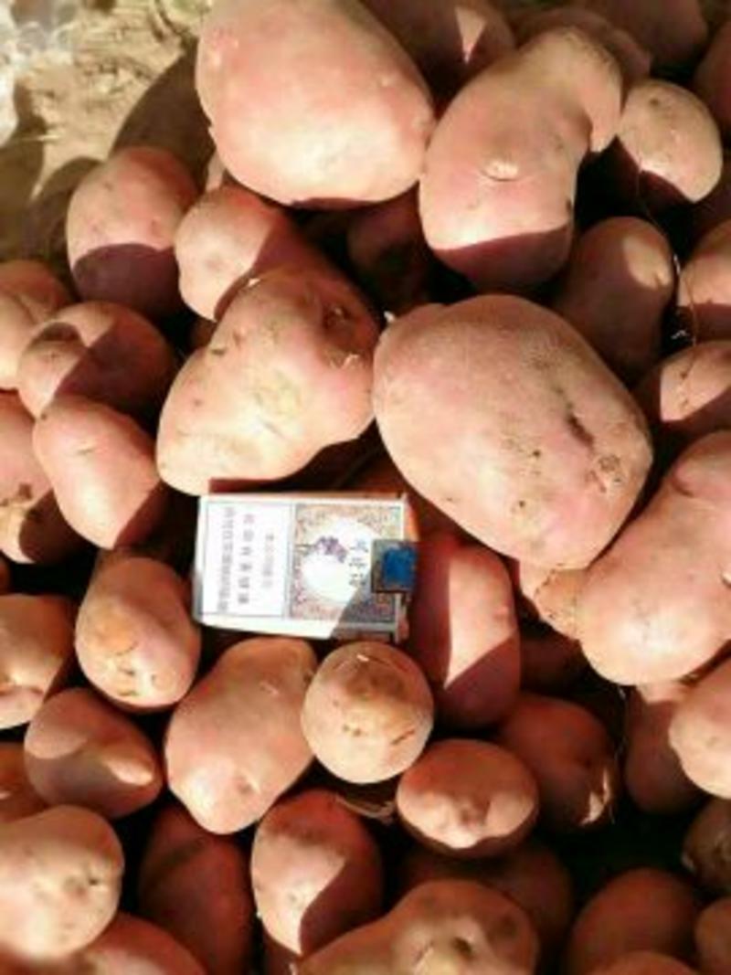 1.5~3.5两小土豆：黄心和白心齐全，质优价廉。