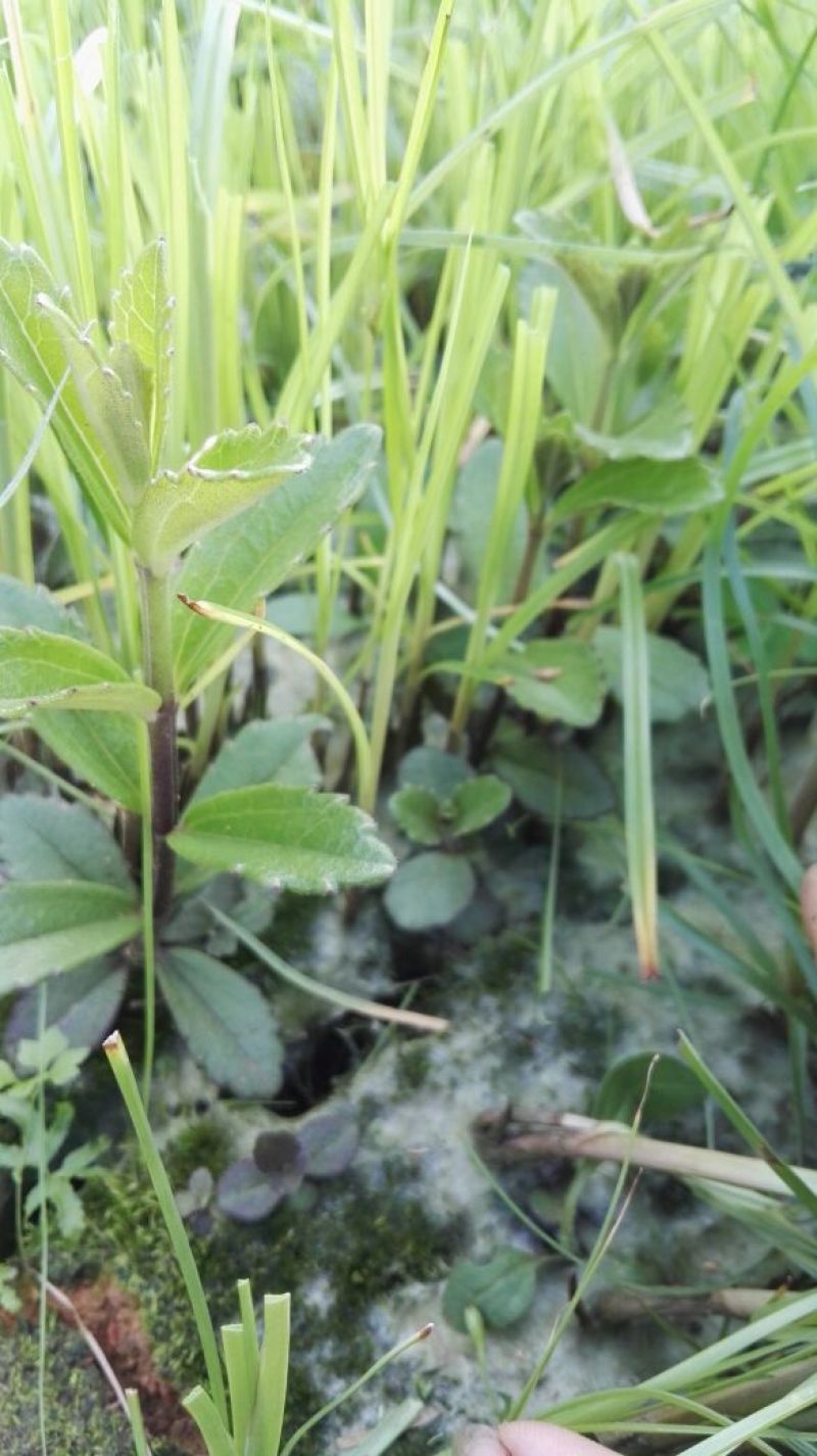 云南红根野蚕豆