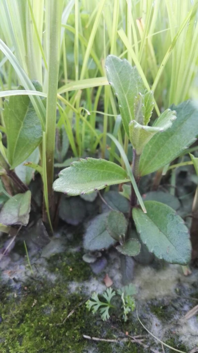 云南红根野蚕豆