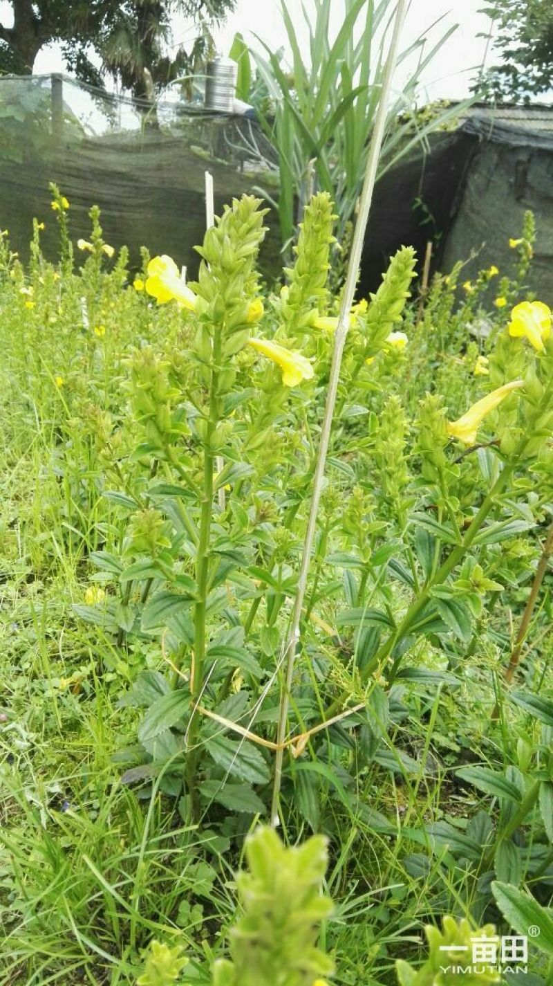 云南红根野蚕豆