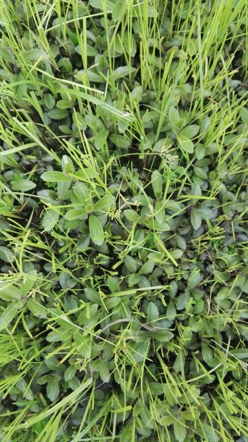云南红根野蚕豆