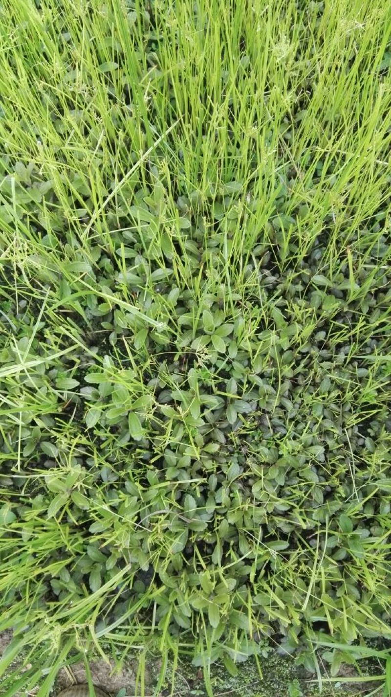 云南红根野蚕豆