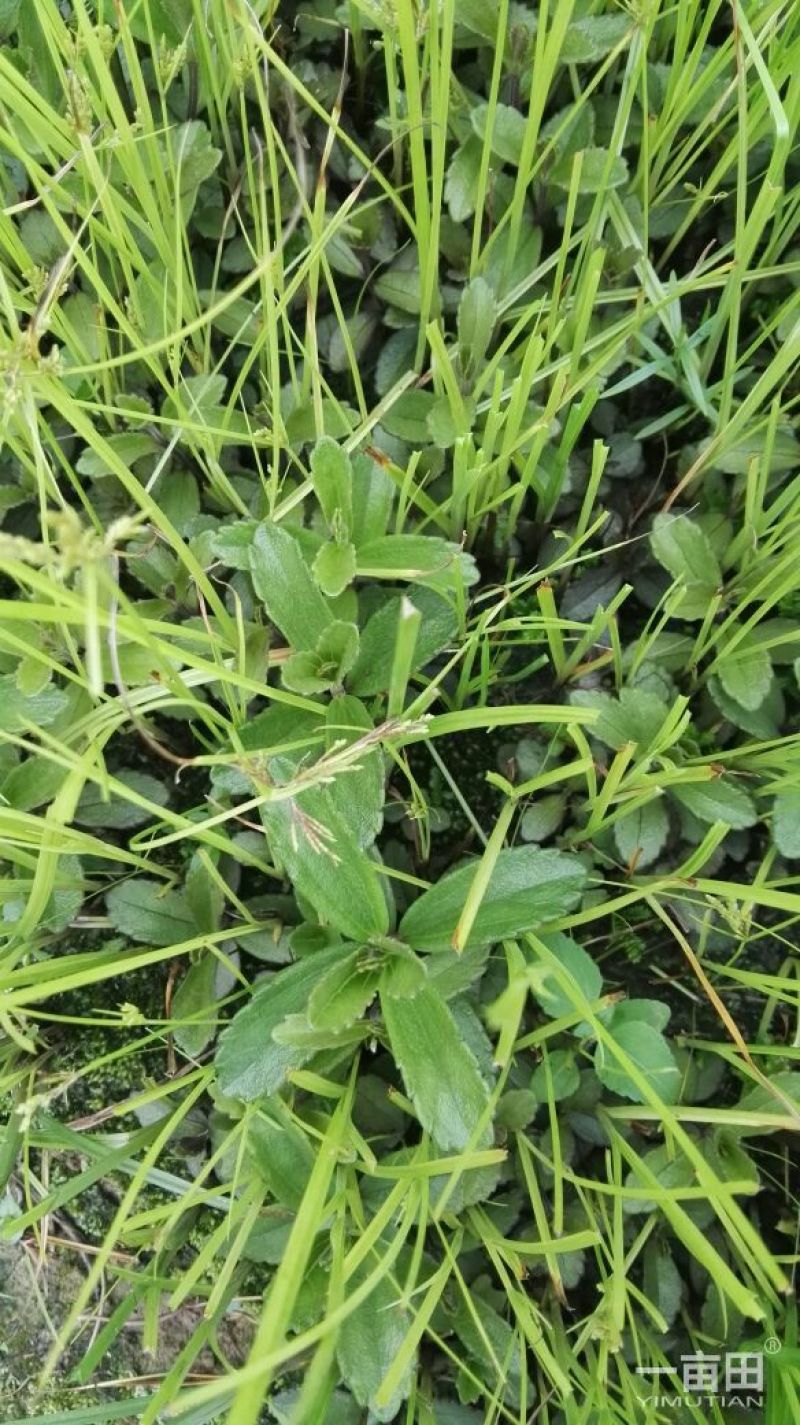 云南红根野蚕豆