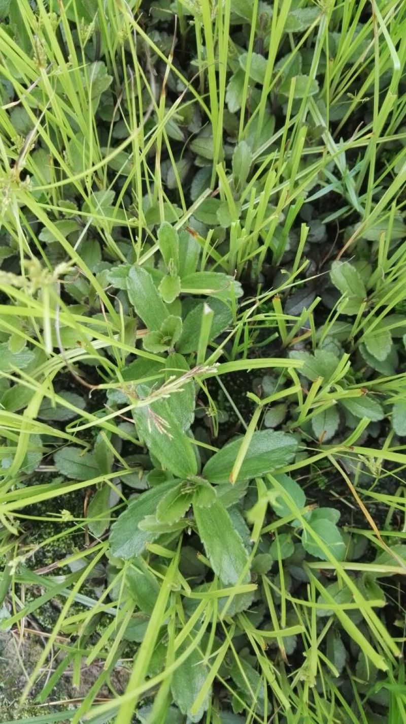 云南红根野蚕豆