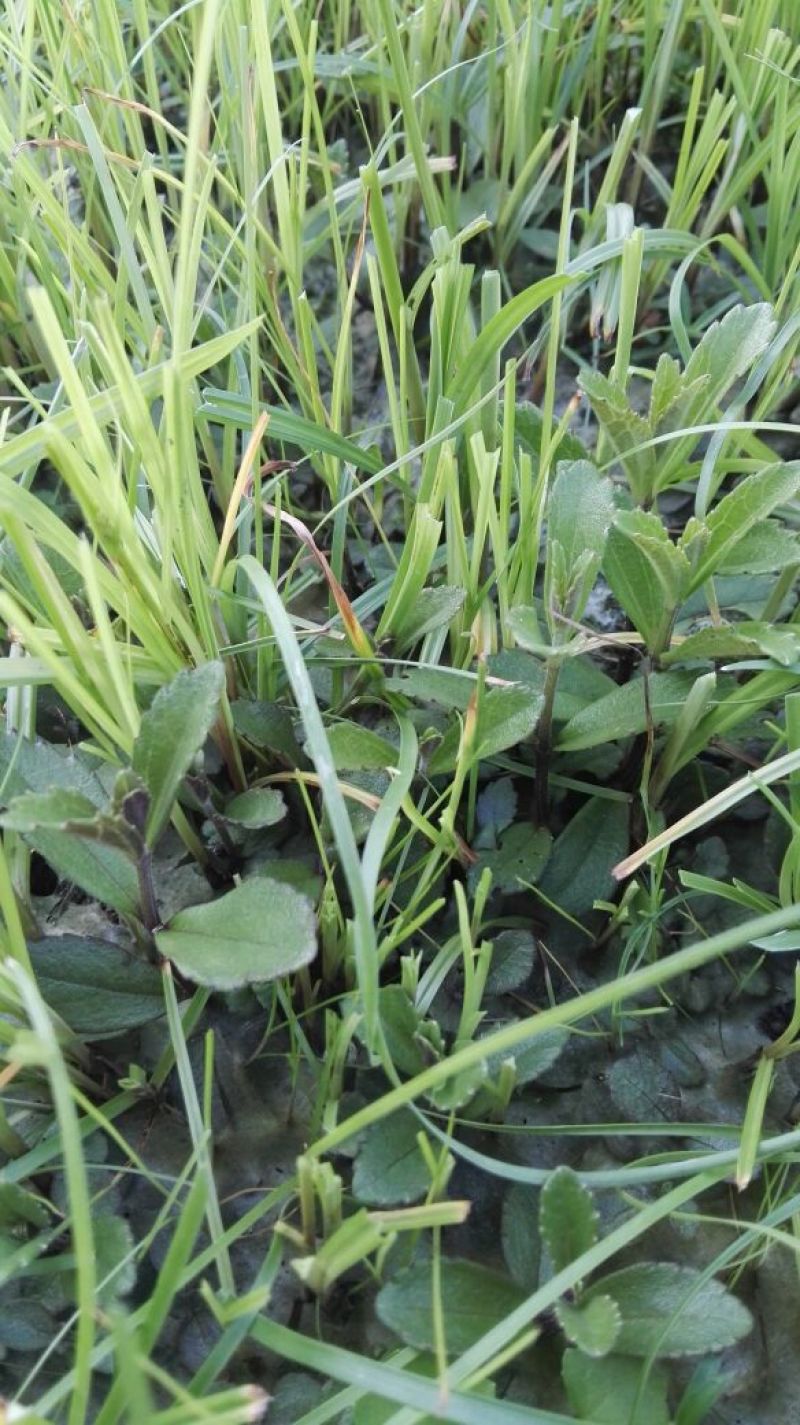 云南红根野蚕豆