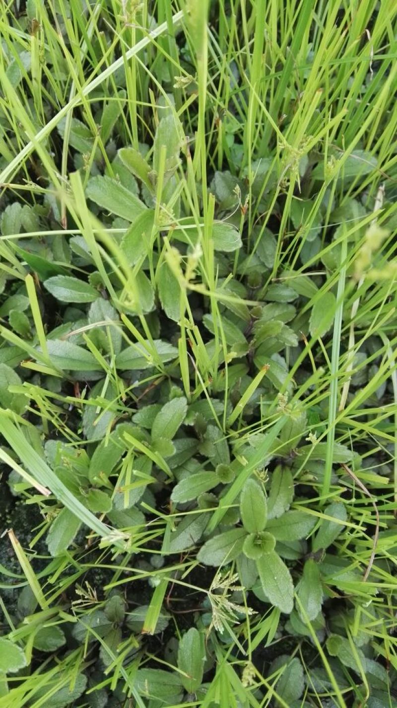 云南红根野蚕豆