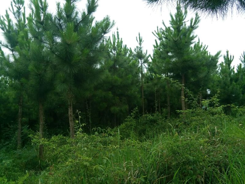 松针