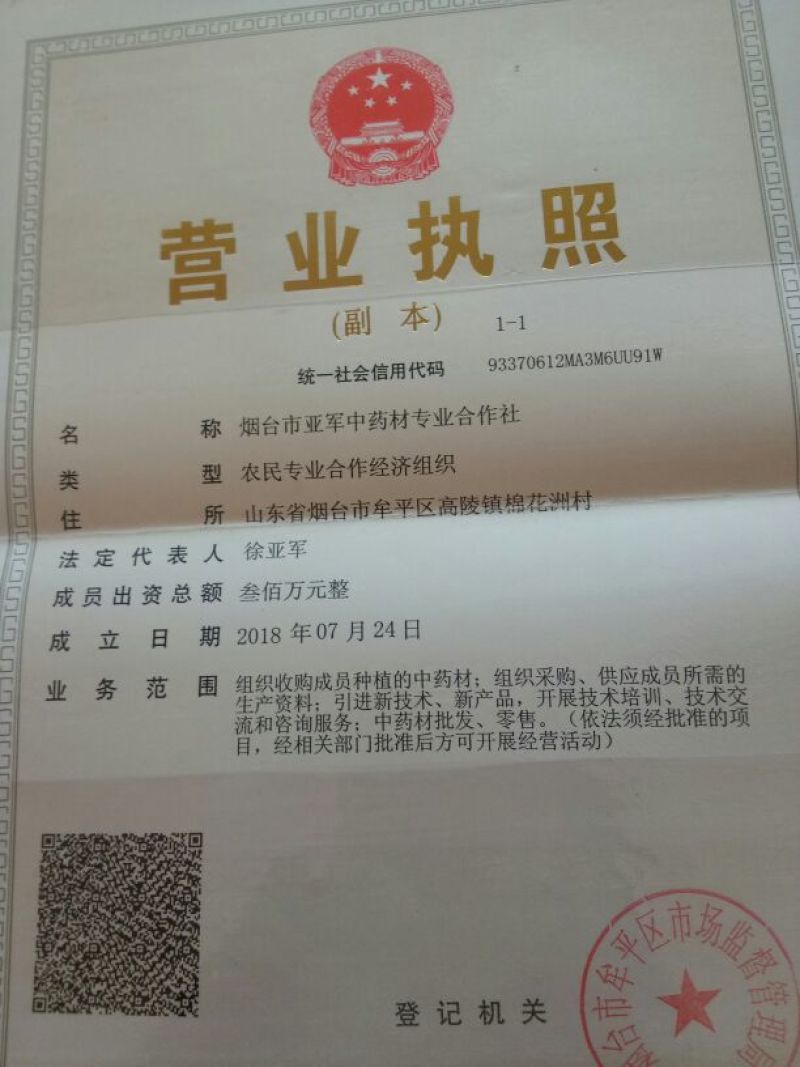 颠茄草2020年新草预售欢迎药厂前来考察洽谈