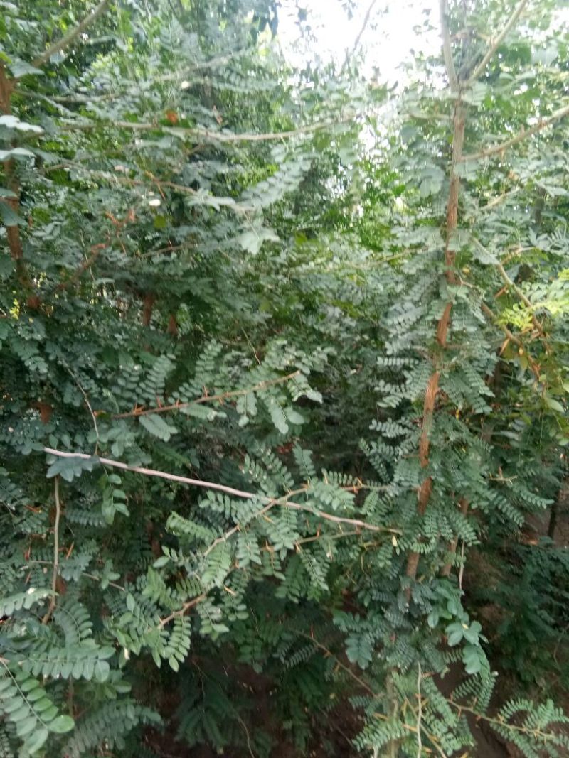 皂刺苗