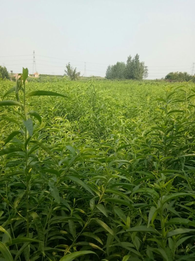 皂刺苗