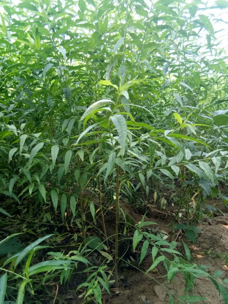 桃树嫁接苗，品种苗，毛桃苗，占地苗，规格一年苗，二年苗