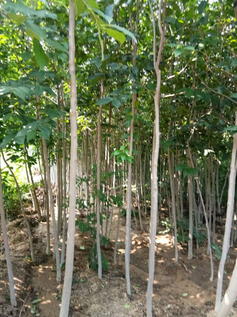 杜仲小苗，长年种植出售种子苗，二年回剪苗，质量品样不一。