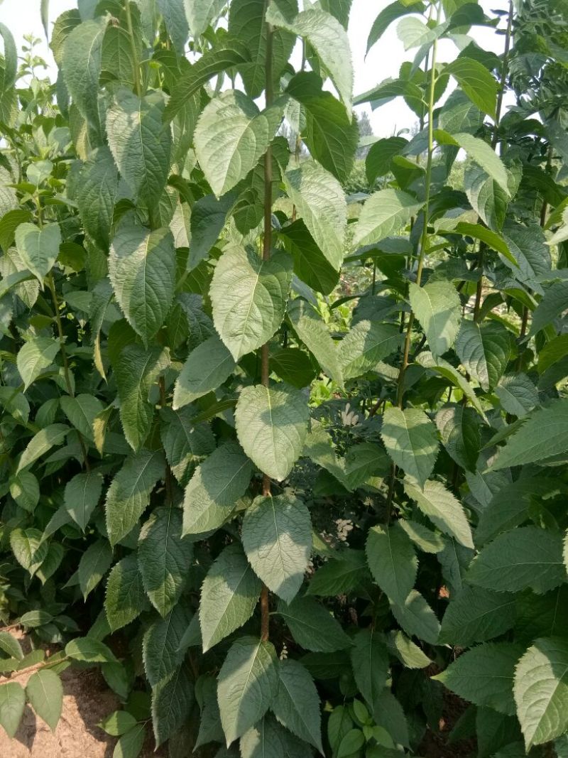 杜仲小苗，长年种植出售种子苗，二年回剪苗，质量品样不一。