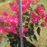三角梅30~50cm