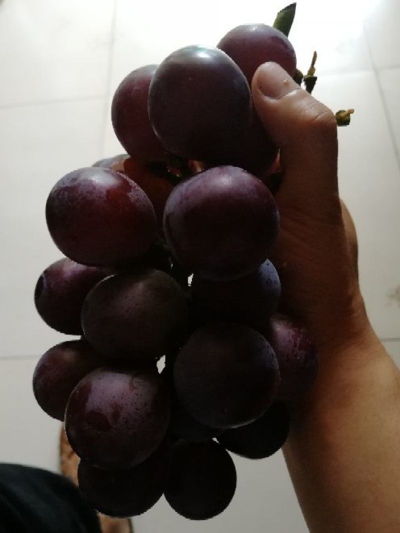 巨峰葡萄苗大量批发包邮发货眼熟优质品种出售