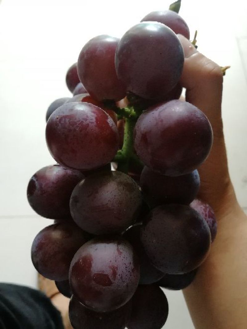 巨峰葡萄苗大量批发包邮发货眼熟优质品种出售