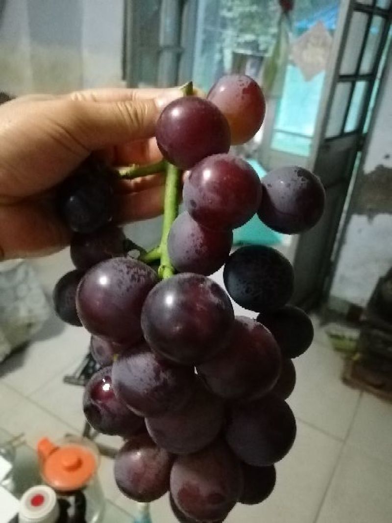 巨峰葡萄苗大量批发包邮发货眼熟优质品种出售