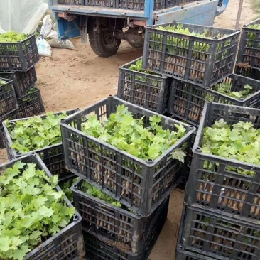 巨峰葡萄苗大量批发包邮发货眼熟优质品种出售