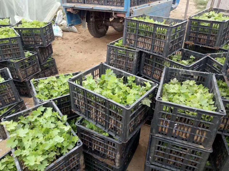 巨峰葡萄苗大量批发包邮发货眼熟优质品种出售