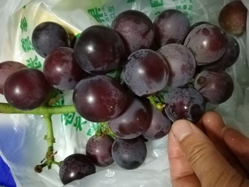 巨峰葡萄苗大量批发包邮发货眼熟优质品种出售
