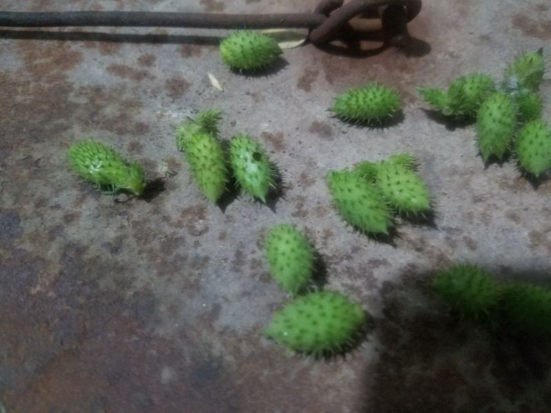 野生苍耳子