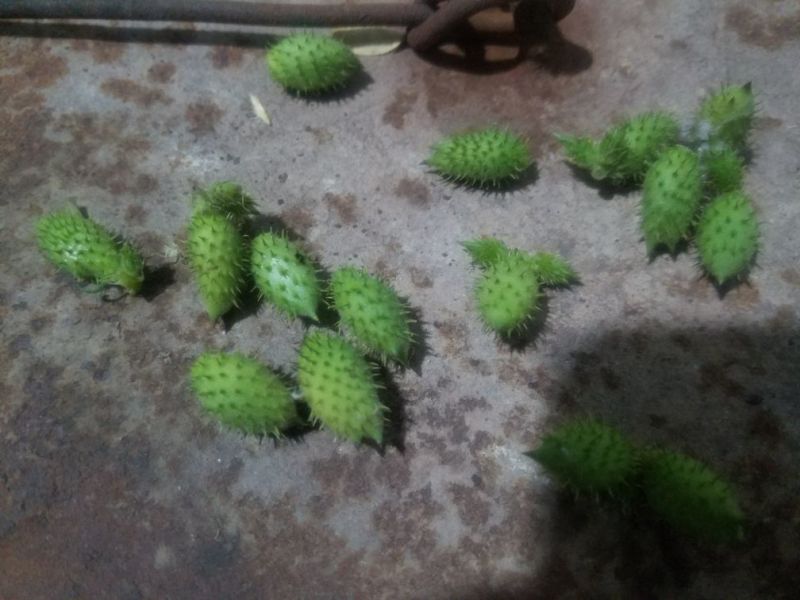野生苍耳子