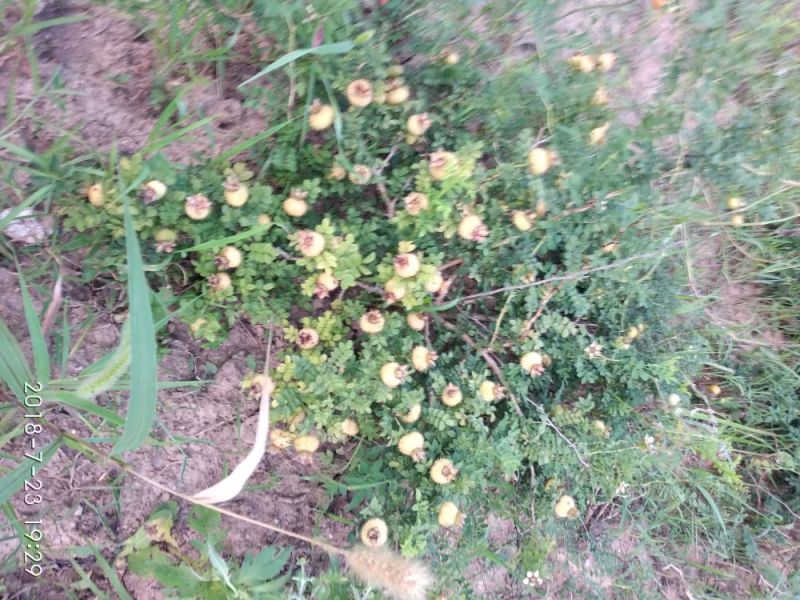 纯天然苗家绿色刺梨