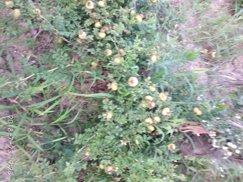 纯天然苗家绿色刺梨