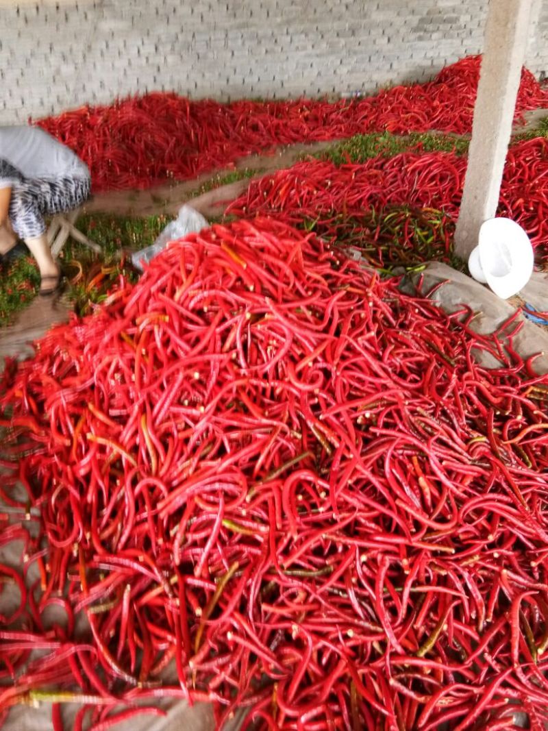 红线椒﹥20厘米红中辣