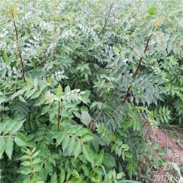 花椒树苗价格多少钱
