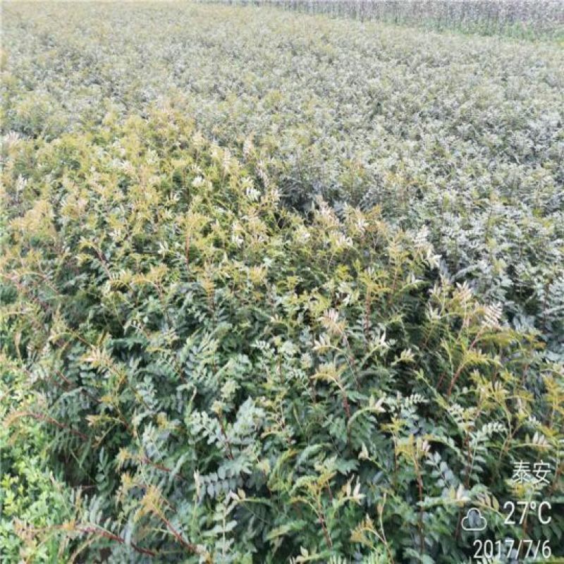 花椒树苗价格多少钱