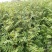 花椒树苗价格多少钱