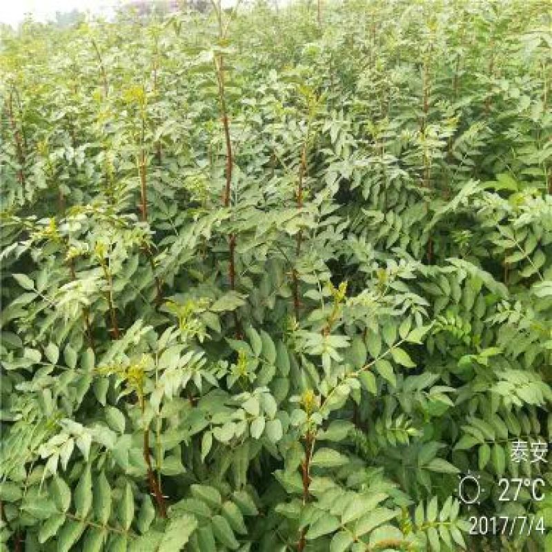 花椒树苗价格多少钱
