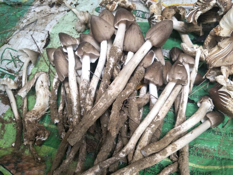 鸡枞