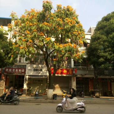 无优树种子:有老板看上请联系我