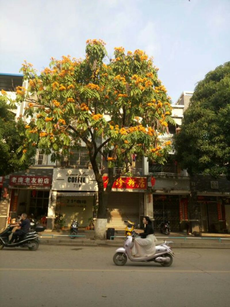 无优树种子:有老板看上请联系我