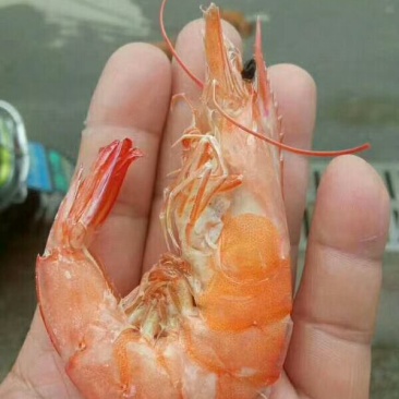 烤对虾干，250克一包