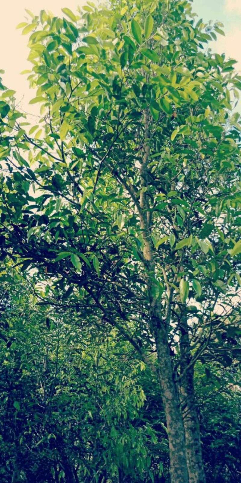 沉香树（直茎1-20公分都有货）