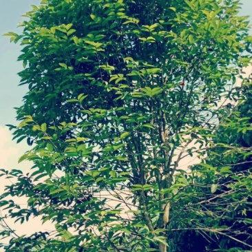沉香树（直茎1-20公分都有货）