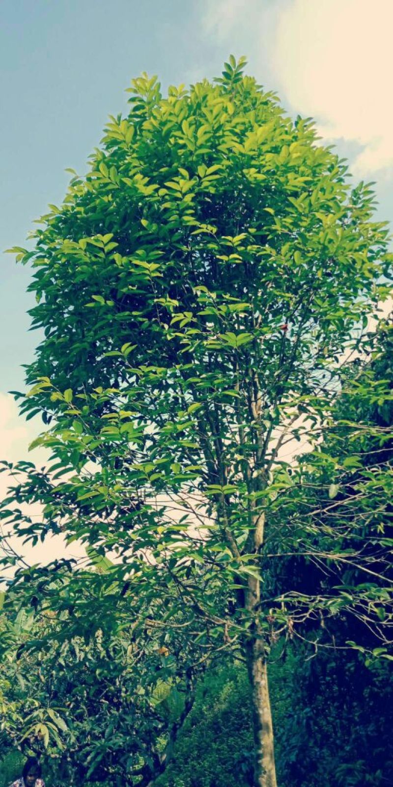 沉香树（直茎1-20公分都有货）