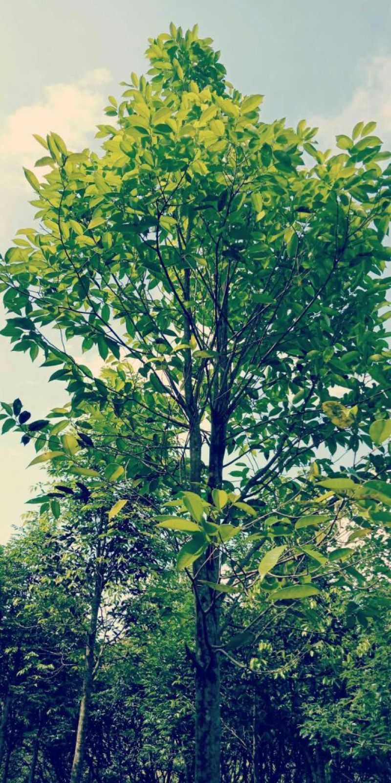 沉香树（直茎1-20公分都有货）