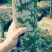 沉香树（直茎1-20公分都有货）