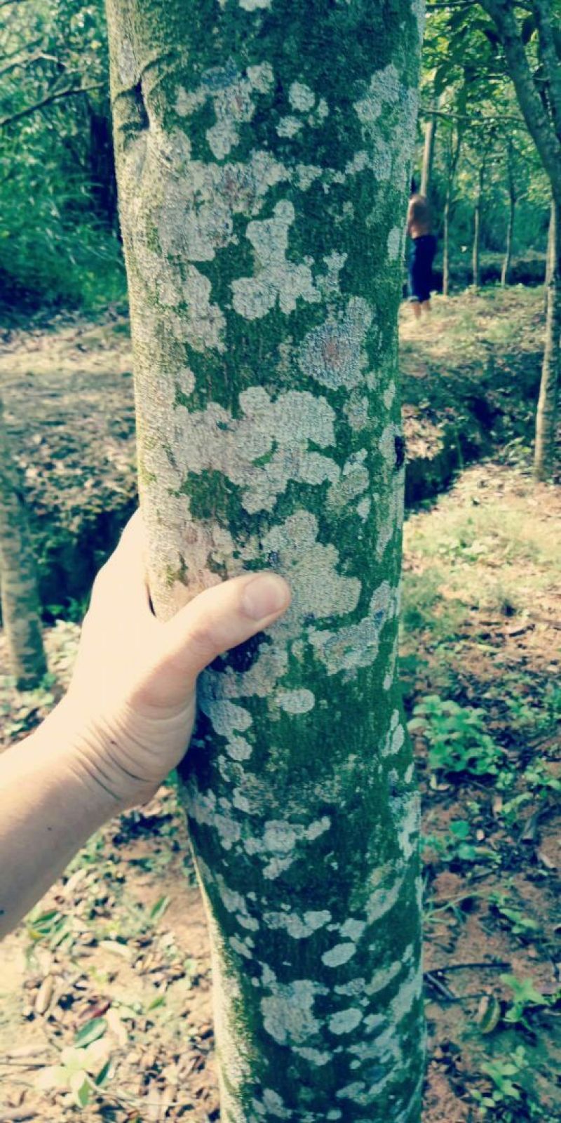 沉香树（直茎1-20公分都有货）