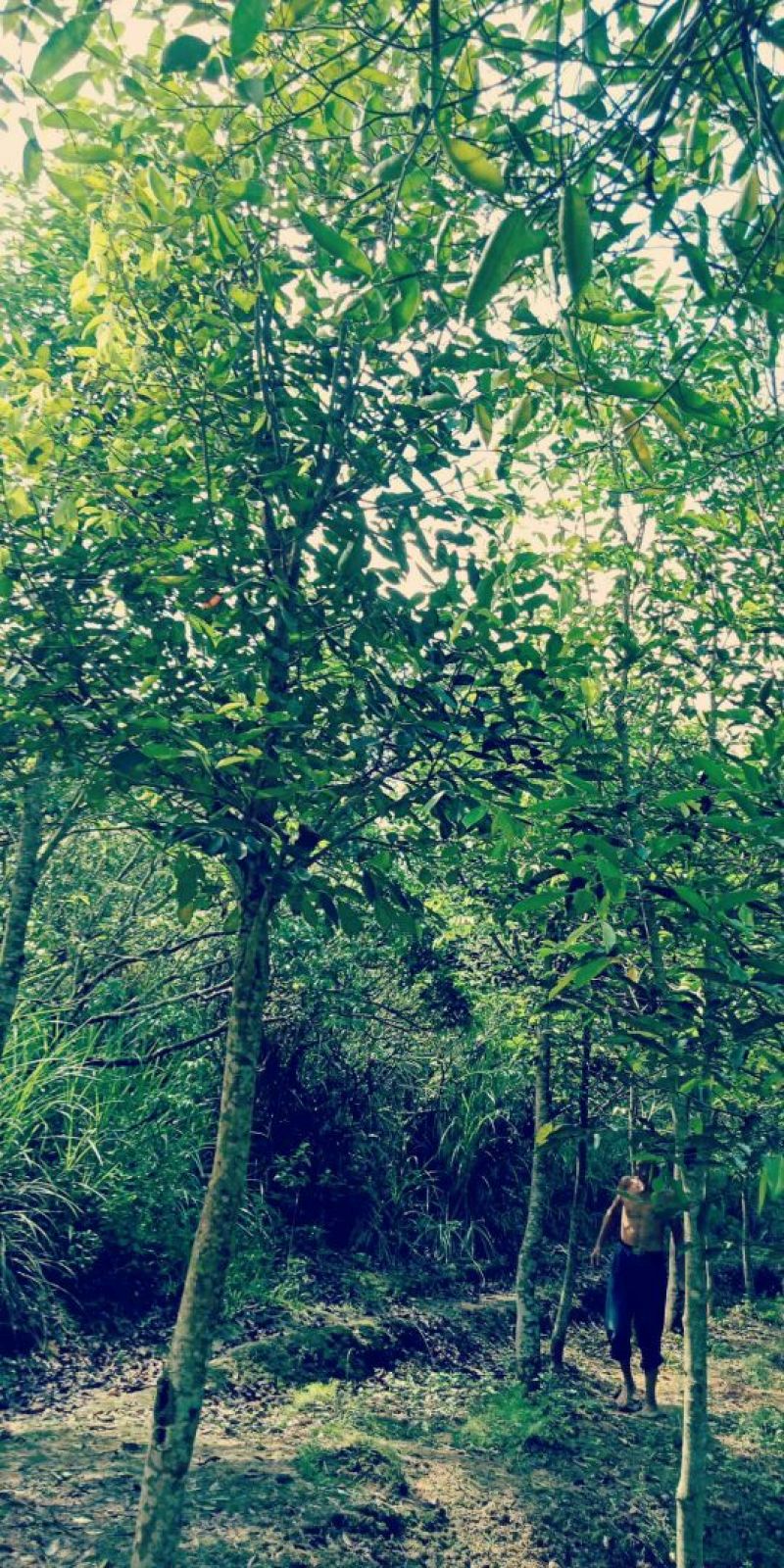 沉香树（直茎1-20公分都有货）