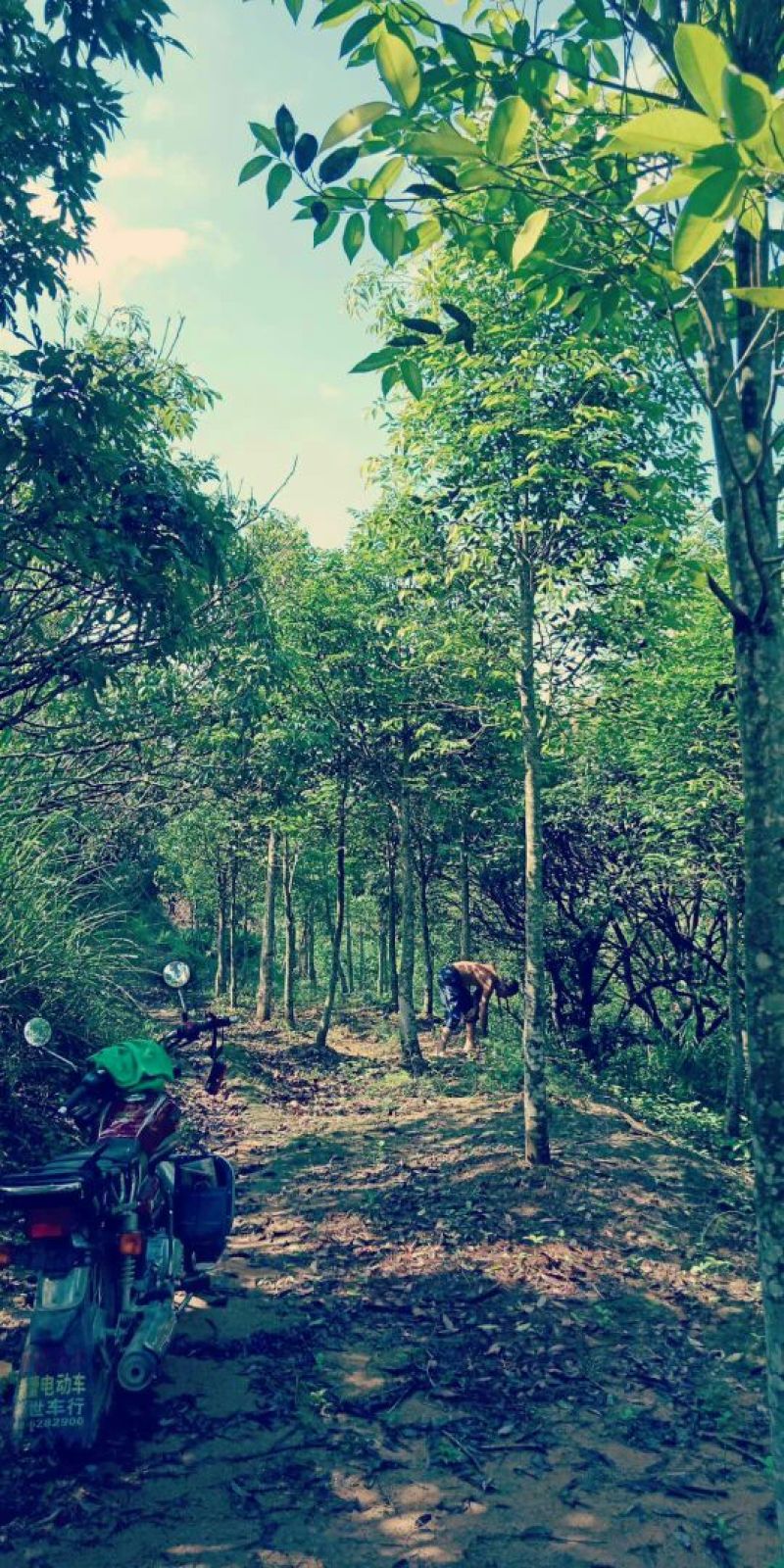 沉香树（直茎1-20公分都有货）