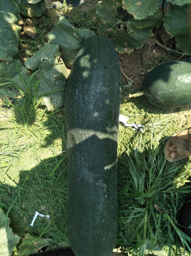 我们的黑皮吊瓜开始上市，希望广大客户前来订单，我们的黑皮