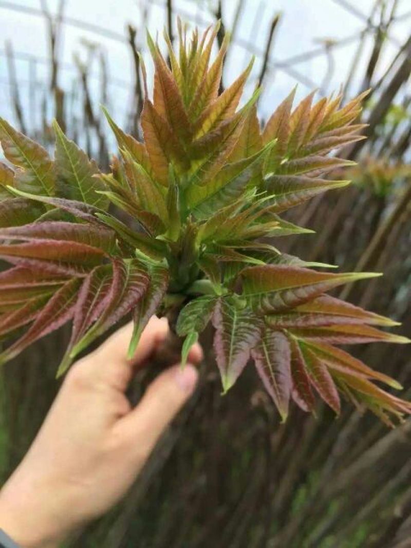 红油香椿苗