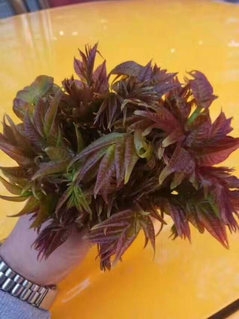 红油香椿苗