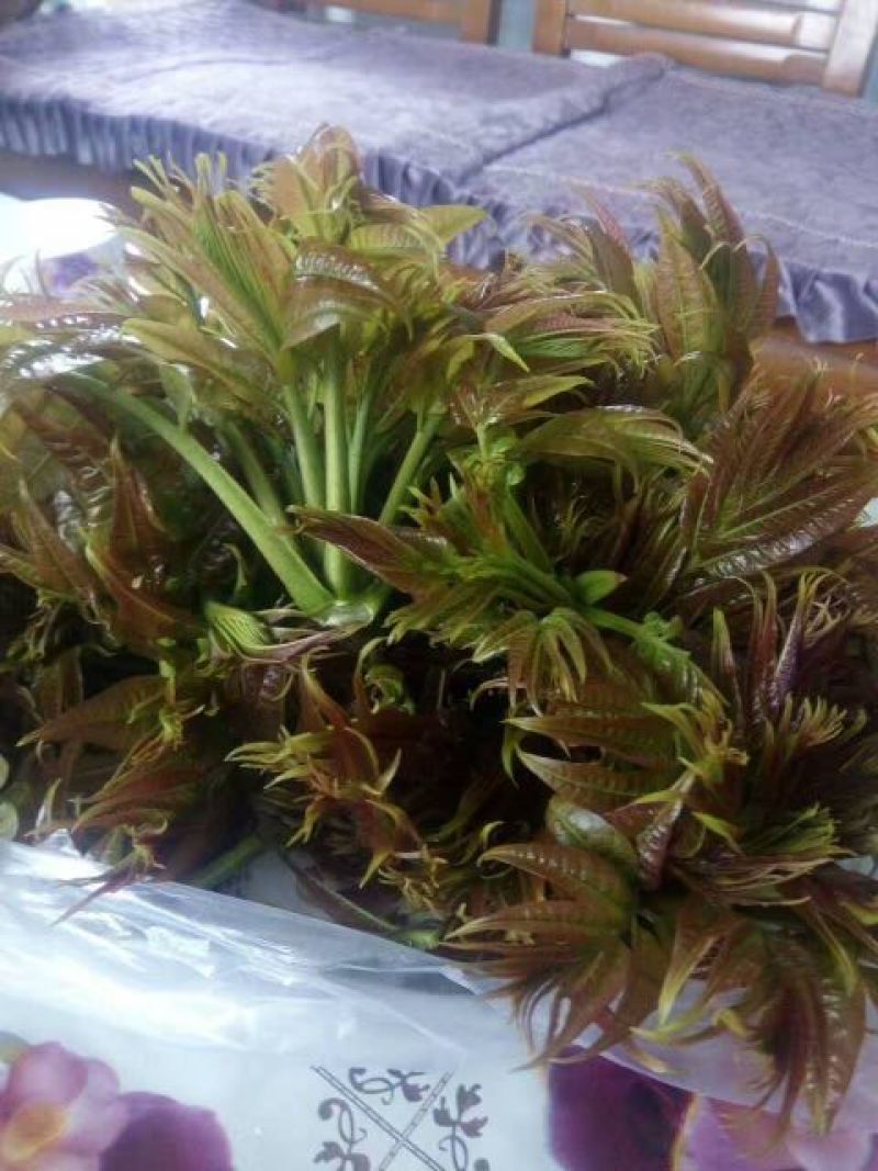 红油香椿苗